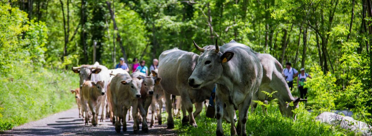 Petite transhumance