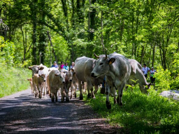 Petite transhumance