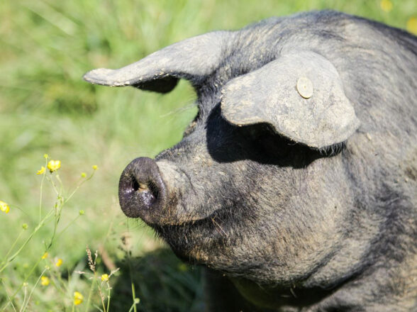 La Fête du Cochon